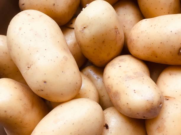 A pile of organic potatoes . Also known as spuds.